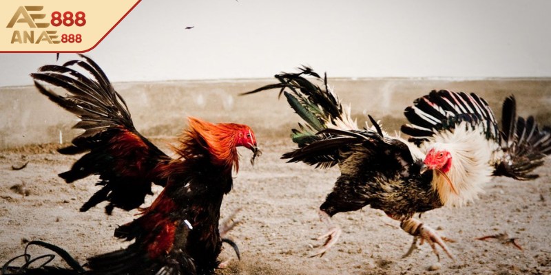 Khám phá các hình thức chọi kê phổ biến nhất 2026
