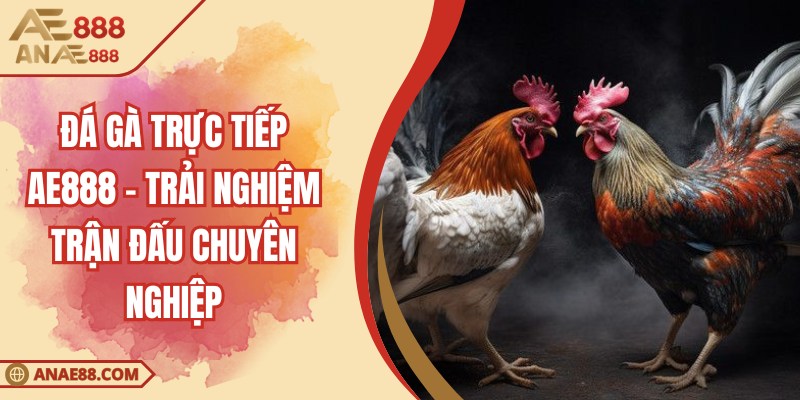 Đá Gà Trực Tiếp AE888 - Trải Nghiệm Trận Đấu Chuyên Nghiệp